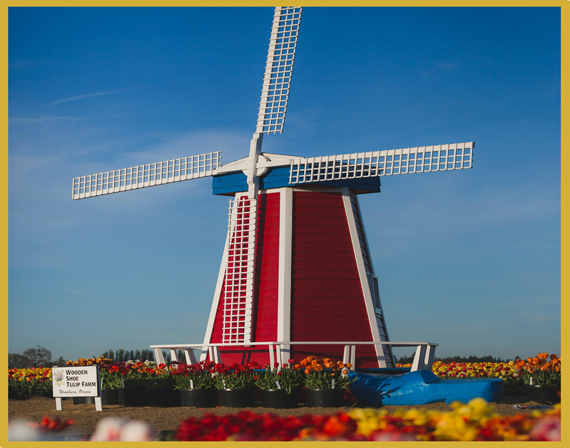 A windmill with tulips in the background.